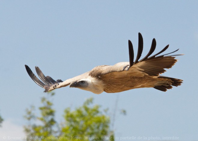 Photo de Vautour fauve