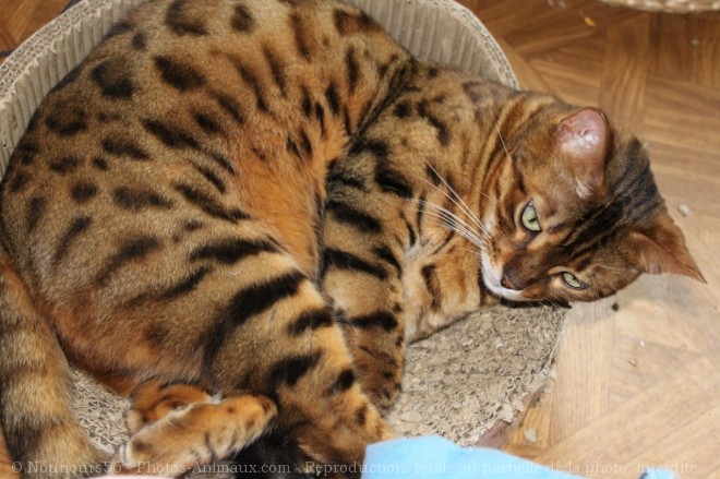 Photo de Bengal