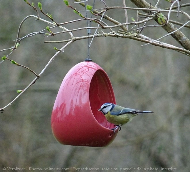 Photo de Msange bleue