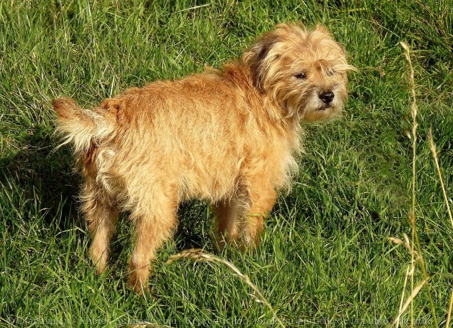 Photo de Border terrier