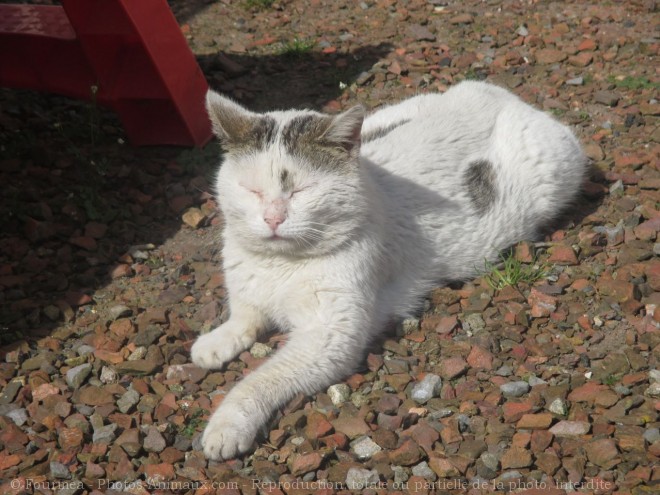 Photo de Chat domestique