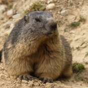 Photo de Marmotte