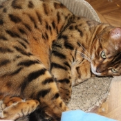 Photo de Bengal