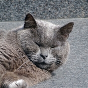 Photo de Chat domestique