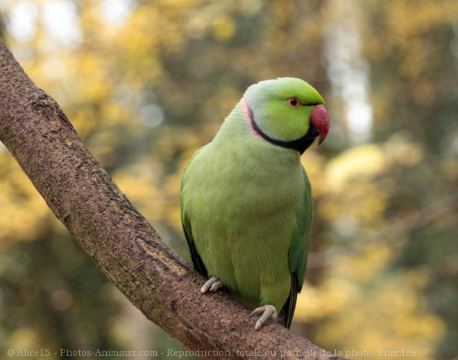 Photo de Perruche  collier