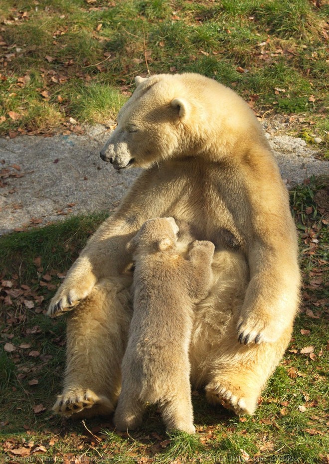 Photo d'Ours