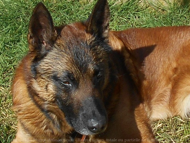 Photo de Berger belge malinois