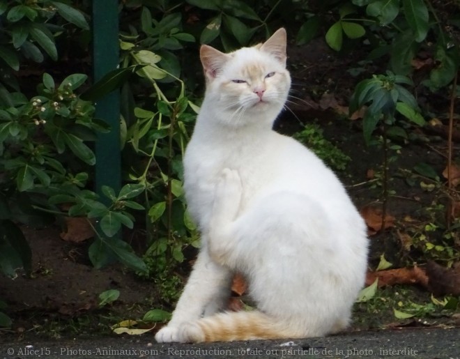 Photo de Chat domestique