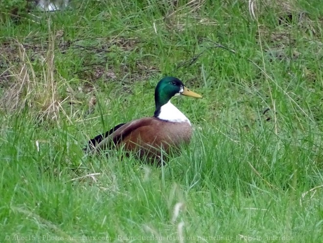 Photo de Canard souchet