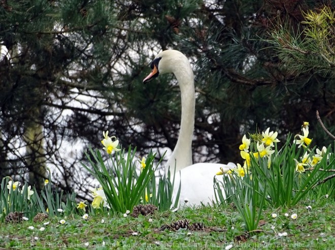 Photo de Cygne