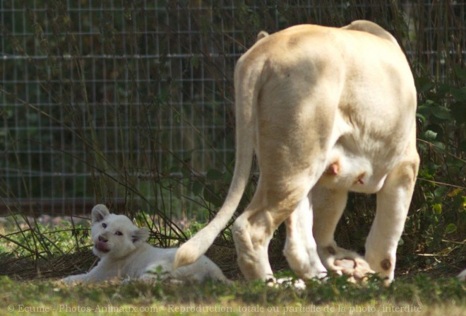 Photo de Lion