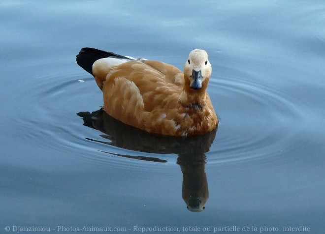 Photo de Canard tadorne casarca