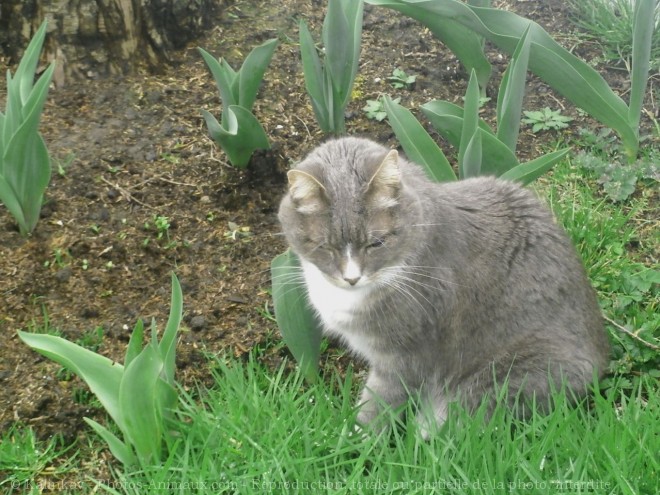 Photo de Chat domestique