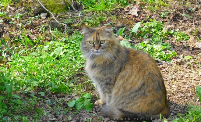 Photo de Chat domestique