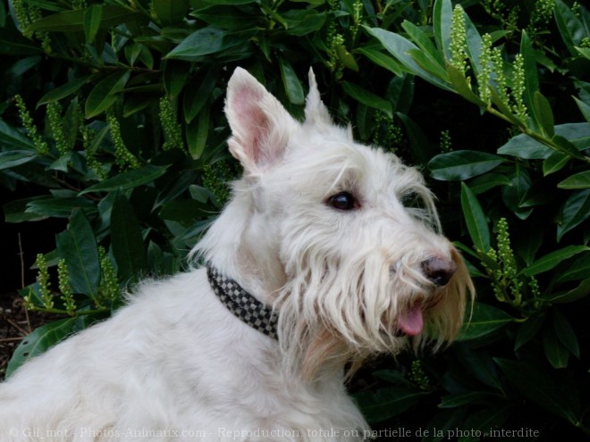 Photo de Scottish terrier