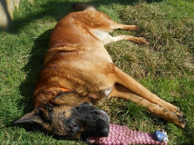 Photo de Berger belge malinois