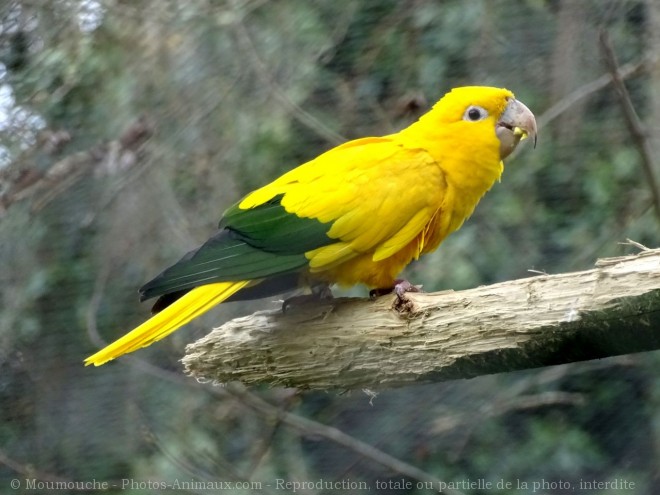 Photo de Conure soleil