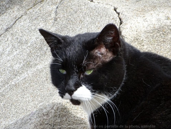 Photo de Chat domestique