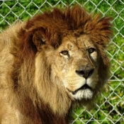 Fond d'cran avec photo de Lion