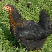 Photo de Poule