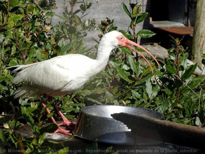 Photo d'Ibis