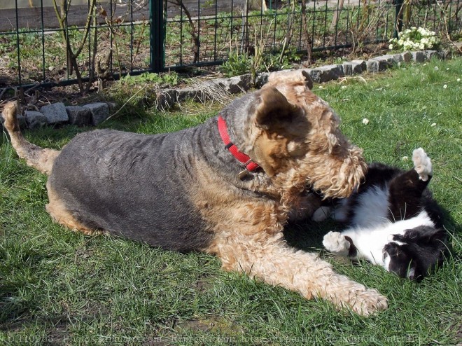 Photo de Races diffrentes