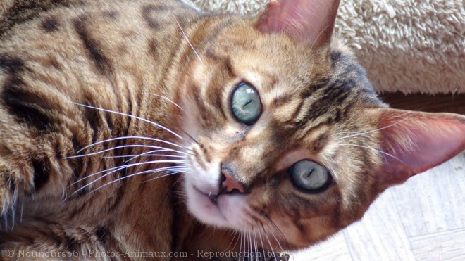 Photo de Bengal