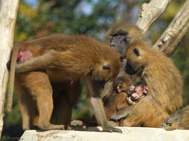 Photo de Singe - baboin