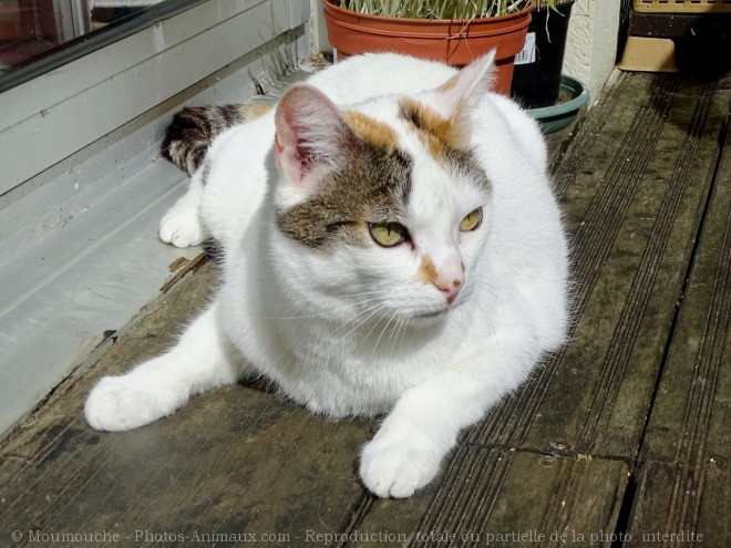 Photo de Chat domestique