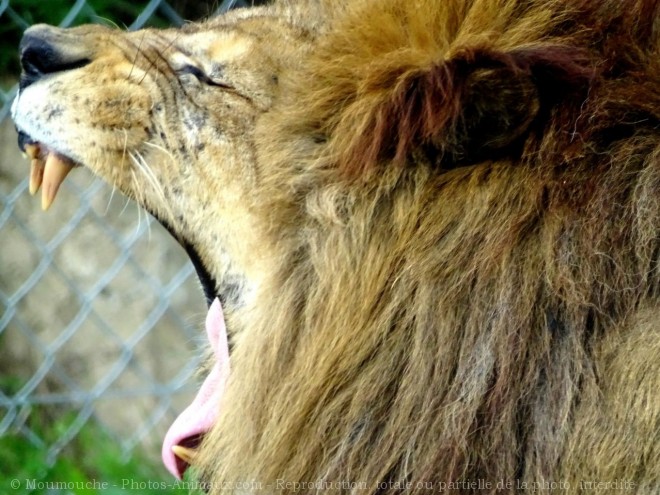 Photo de Lion