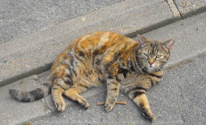 Photo de Chat domestique