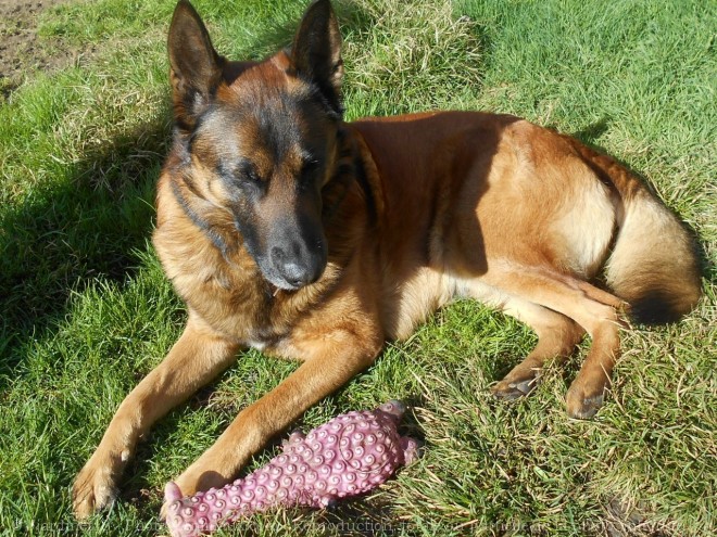 Photo de Berger belge malinois