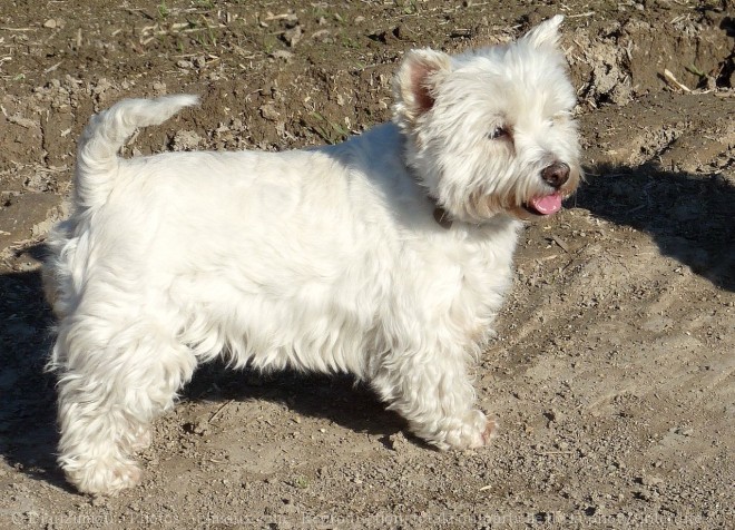 Photo de West highland white terrier