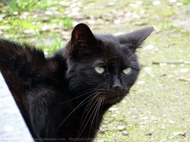 Photo de Chat domestique