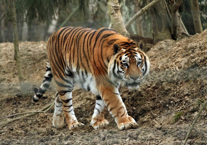 Photo de Tigre