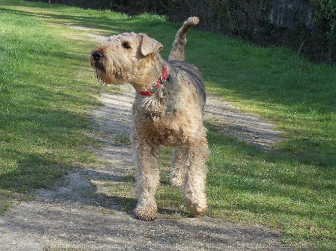 Photo d'Airedale terrier