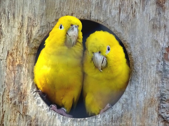 Photo de Conure soleil