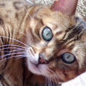 Photo de Bengal