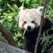 Fond d'cran avec photo de Panda roux