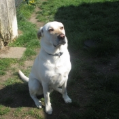 Photo de Labrador retriever