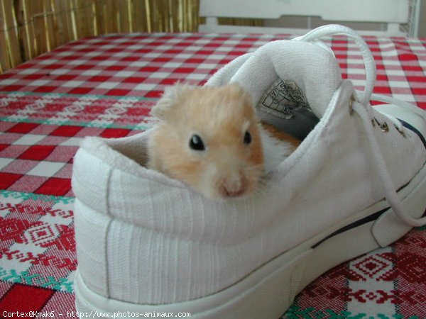 Photo de Hamster