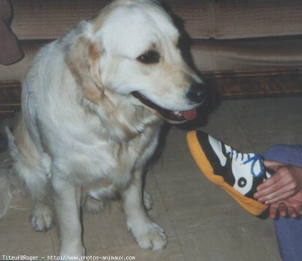 Photo de Golden retriever