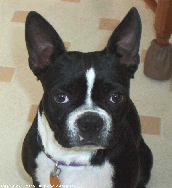 Photo de Boston terrier