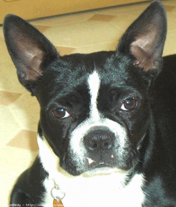 Photo de Boston terrier