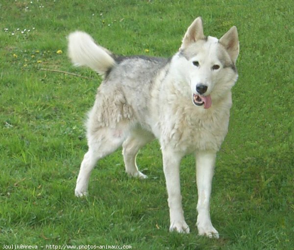 Photo de Husky siberien