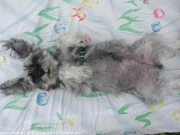 Photo de Schnauzer gant