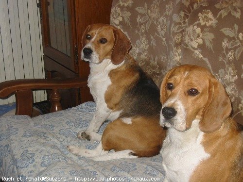 Photo de Beagle