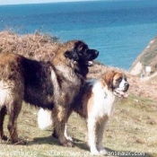 Photo de Leonberg