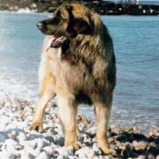 Photo de Leonberg