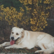 Photo de Golden retriever